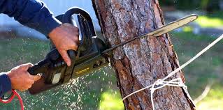 Tree and Shrub Care in Cabin John, MD