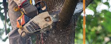 Pest Control for Lawns in Cabin John, MD