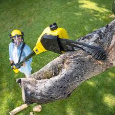 How Our Tree Care Process Works  in  Cabin John, MD