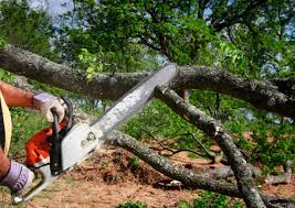 Cabin John, MD Tree Care Company