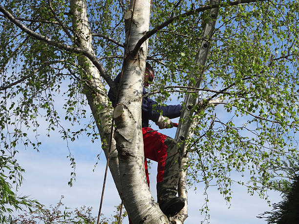 Best Storm Damage Tree Cleanup  in Cabin John, MD