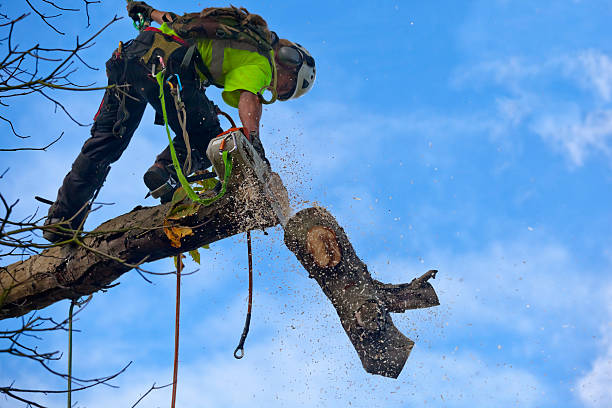 How Our Tree Care Process Works  in  Cabin John, MD
